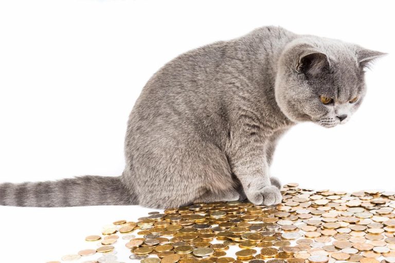 Nauka porad i sztuczek rynku Forex